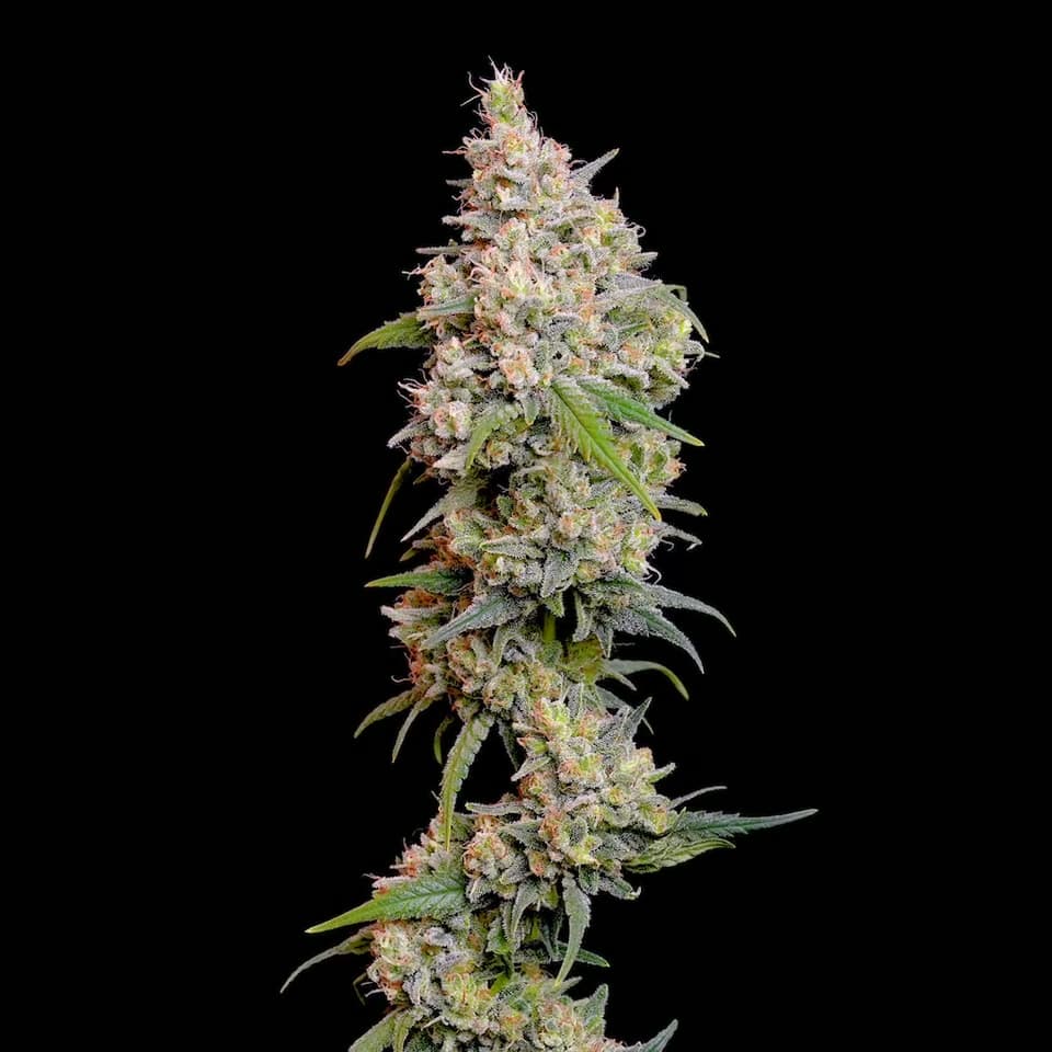 Sour Diesel — ürün videosundan önizleme karesi