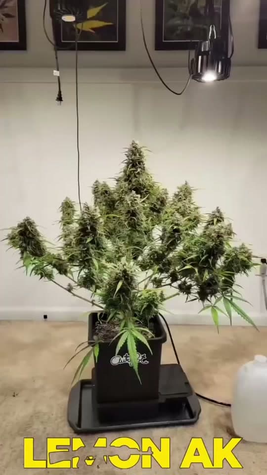 Lemon AK Auto — ürün videosundan önizleme karesi