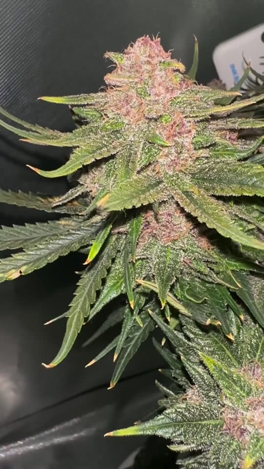 Lemon Cherry Cookies Auto — ürün videosundan önizleme karesi