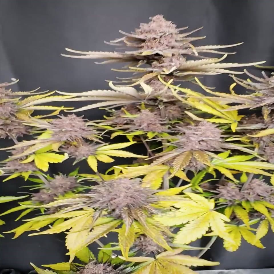 Purple Lemonade Auto RF3™ — ürün videosundan önizleme karesi