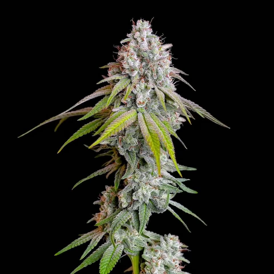 White Widow